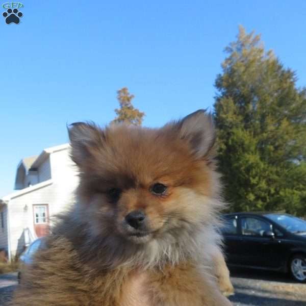 Joey, Pomeranian Puppy